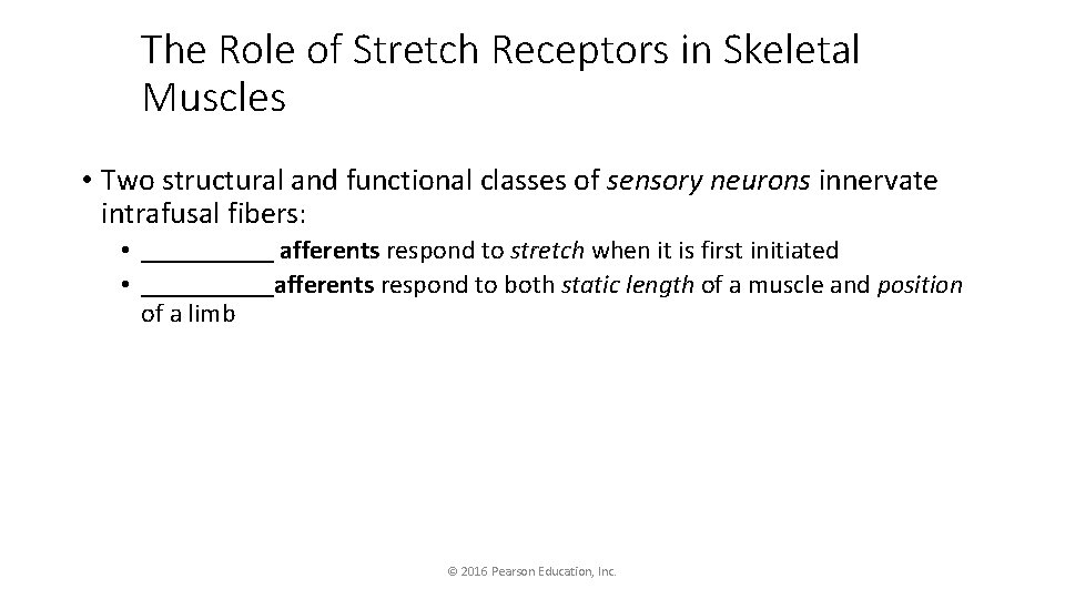 The Role of Stretch Receptors in Skeletal Muscles • Two structural and functional classes