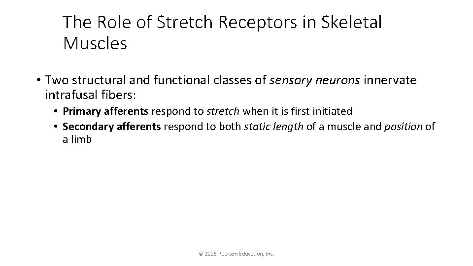 The Role of Stretch Receptors in Skeletal Muscles • Two structural and functional classes