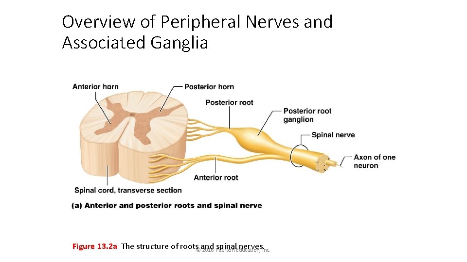 Overview of Peripheral Nerves and Associated Ganglia Figure 13. 2 a The structure of