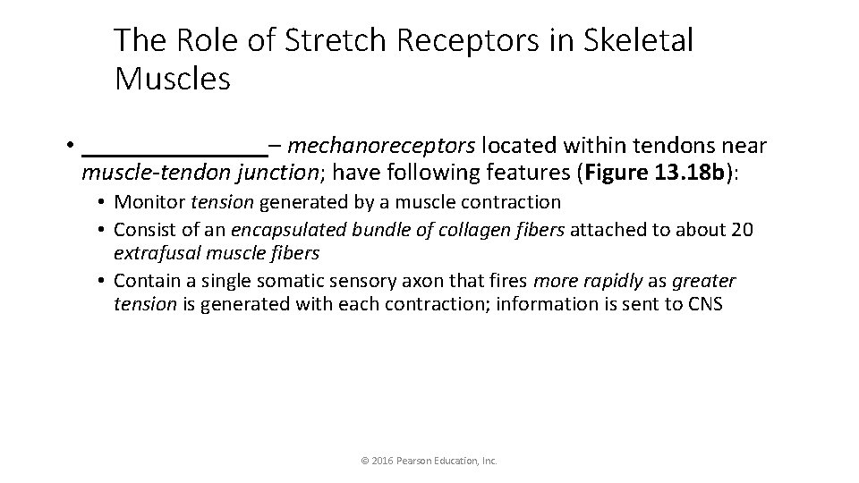 The Role of Stretch Receptors in Skeletal Muscles • ________– mechanoreceptors located within tendons