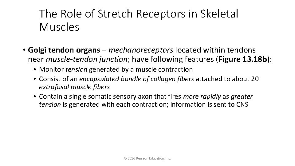 The Role of Stretch Receptors in Skeletal Muscles • Golgi tendon organs – mechanoreceptors