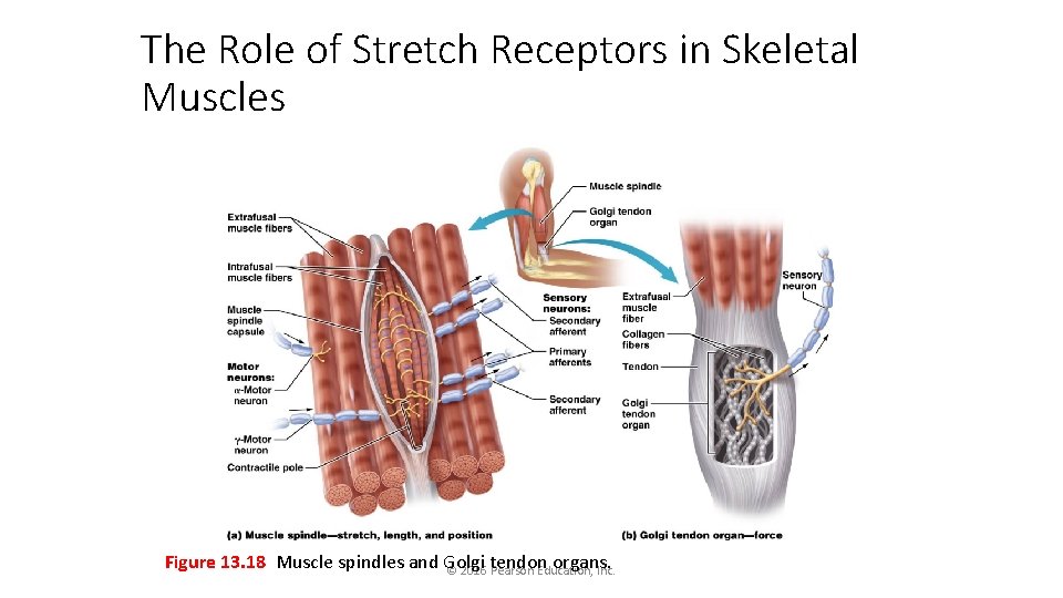 The Role of Stretch Receptors in Skeletal Muscles Figure 13. 18 Muscle spindles and