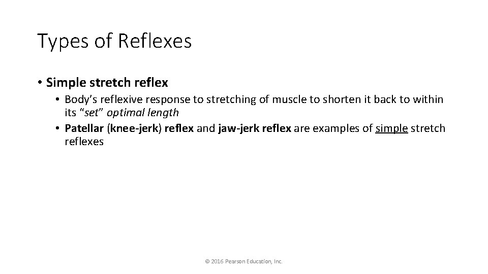Types of Reflexes • Simple stretch reflex • Body’s reflexive response to stretching of