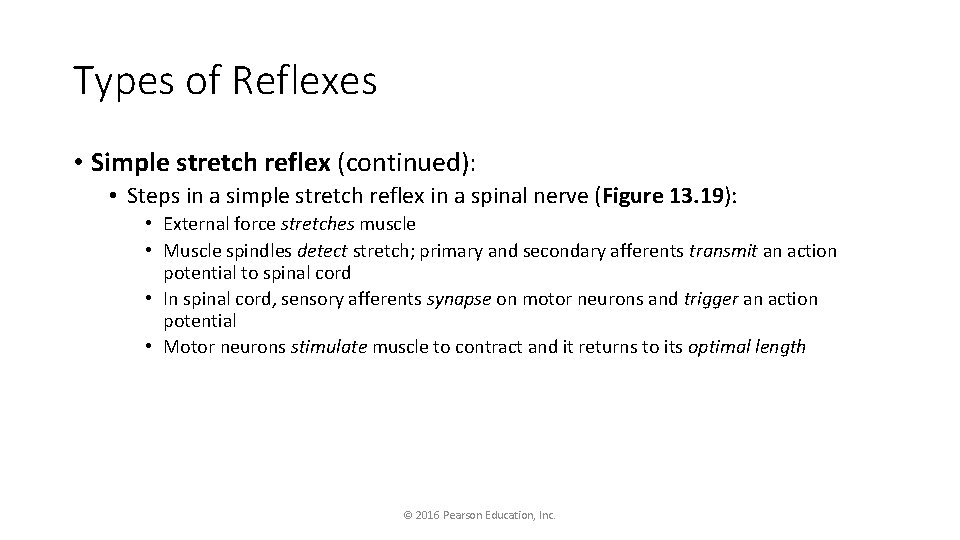 Types of Reflexes • Simple stretch reflex (continued): • Steps in a simple stretch