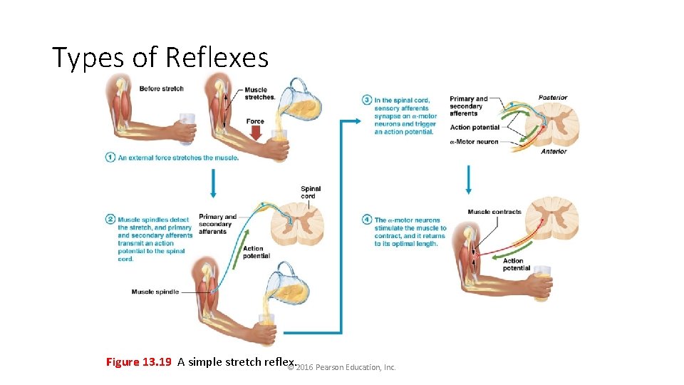 Types of Reflexes Figure 13. 19 A simple stretch reflex. © 2016 Pearson Education,