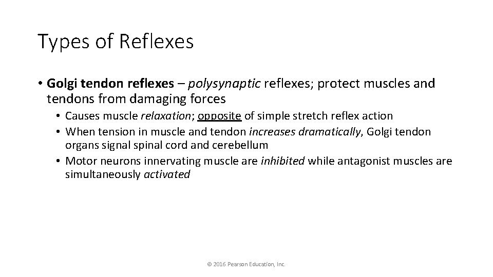 Types of Reflexes • Golgi tendon reflexes – polysynaptic reflexes; protect muscles and tendons