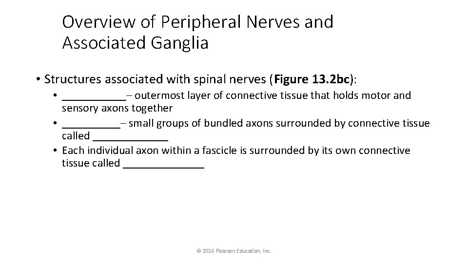 Overview of Peripheral Nerves and Associated Ganglia • Structures associated with spinal nerves (Figure