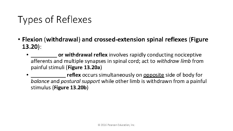 Types of Reflexes • Flexion (withdrawal) and crossed-extension spinal reflexes (Figure 13. 20): •