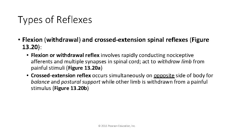 Types of Reflexes • Flexion (withdrawal) and crossed-extension spinal reflexes (Figure 13. 20): •