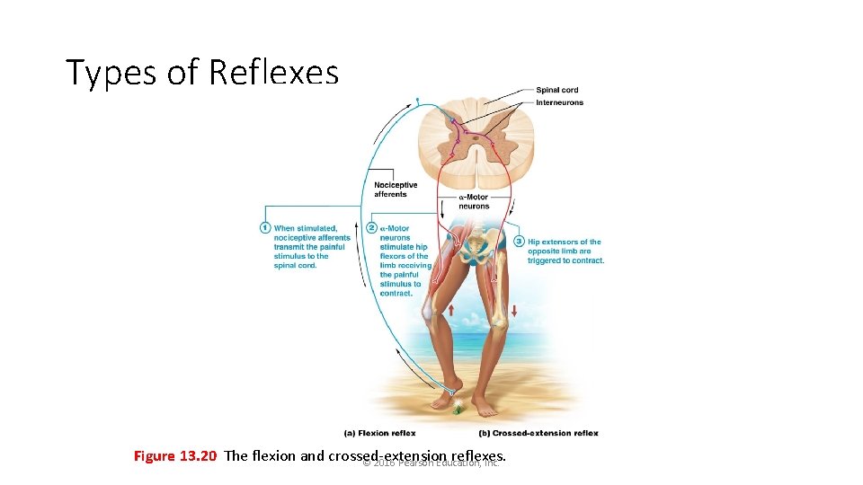 Types of Reflexes Figure 13. 20 The flexion and crossed-extension reflexes. © 2016 Pearson