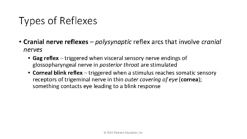 Types of Reflexes • Cranial nerve reflexes – polysynaptic reflex arcs that involve cranial