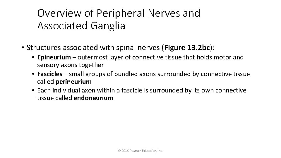 Overview of Peripheral Nerves and Associated Ganglia • Structures associated with spinal nerves (Figure