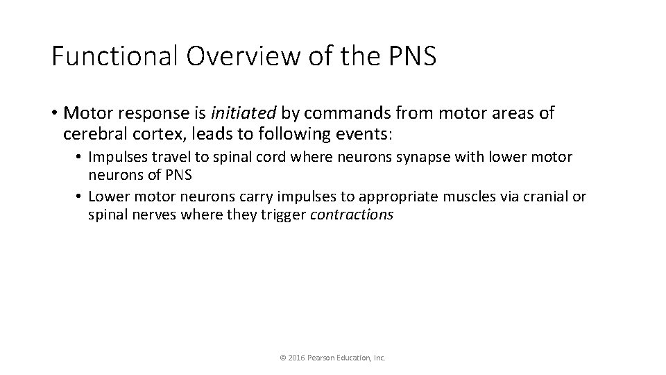 Functional Overview of the PNS • Motor response is initiated by commands from motor