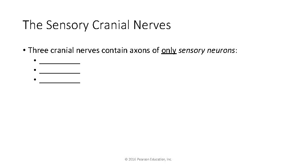 The Sensory Cranial Nerves • Three cranial nerves contain axons of only sensory neurons: