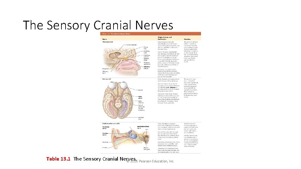 The Sensory Cranial Nerves Table 13. 1 The Sensory Cranial Nerves. © 2016 Pearson