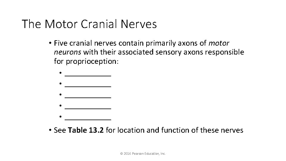 The Motor Cranial Nerves • Five cranial nerves contain primarily axons of motor neurons
