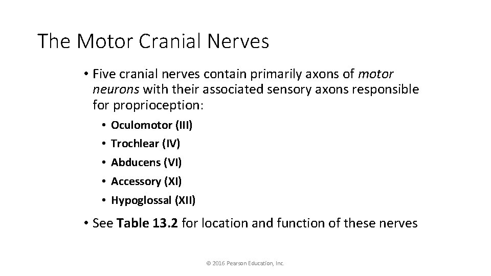 The Motor Cranial Nerves • Five cranial nerves contain primarily axons of motor neurons