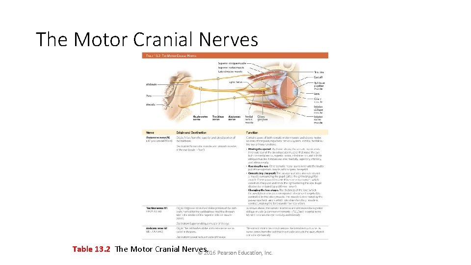 The Motor Cranial Nerves Table 13. 2 The Motor Cranial Nerves. © 2016 Pearson