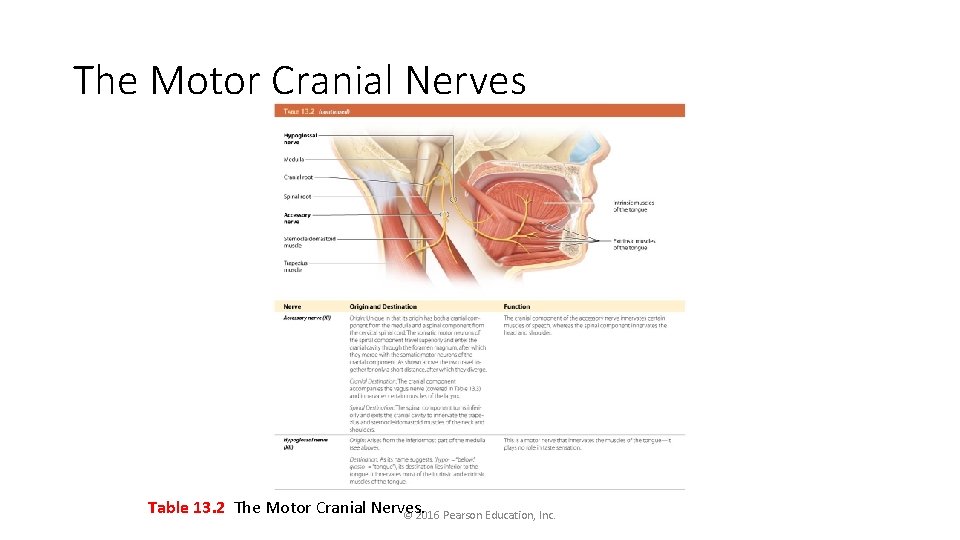 The Motor Cranial Nerves Table 13. 2 The Motor Cranial Nerves. © 2016 Pearson