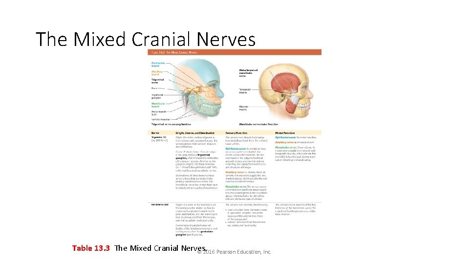 The Mixed Cranial Nerves Table 13. 3 The Mixed Cranial Nerves. © 2016 Pearson