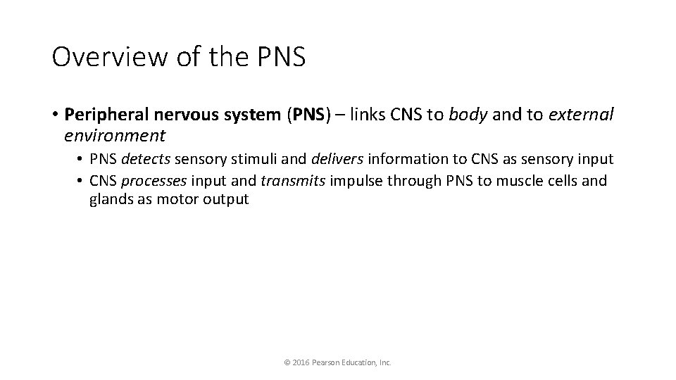 Overview of the PNS • Peripheral nervous system (PNS) – links CNS to body