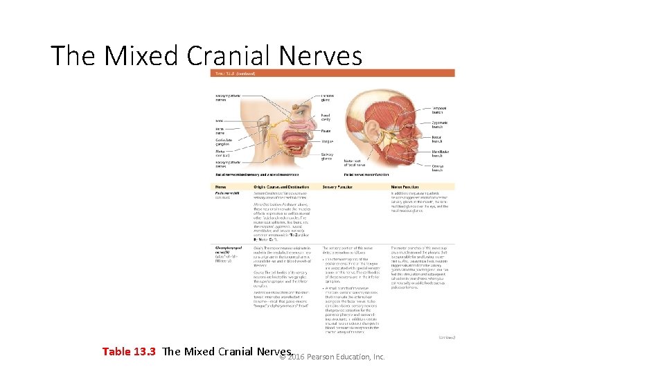 The Mixed Cranial Nerves Table 13. 3 The Mixed Cranial Nerves. © 2016 Pearson