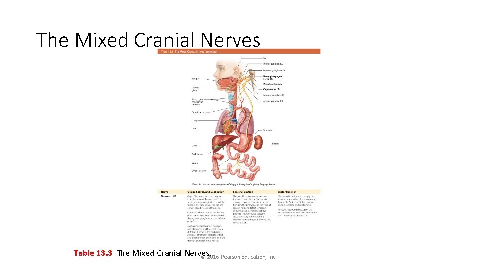 The Mixed Cranial Nerves Table 13. 3 The Mixed Cranial Nerves. © 2016 Pearson