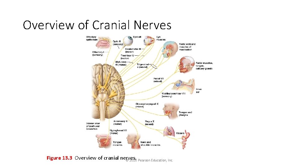 Overview of Cranial Nerves Figure 13. 3 Overview of cranial nerves. © 2016 Pearson