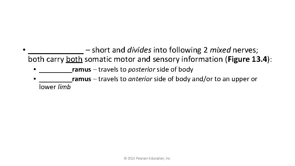  • _______ – short and divides into following 2 mixed nerves; both carry