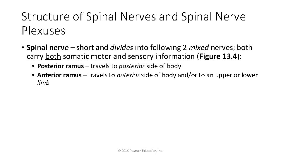 Structure of Spinal Nerves and Spinal Nerve Plexuses • Spinal nerve – short and