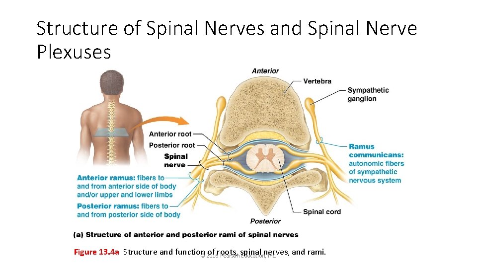 Structure of Spinal Nerves and Spinal Nerve Plexuses Figure 13. 4 a Structure and