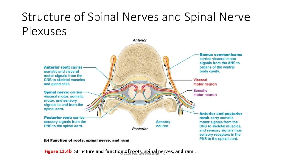 Structure of Spinal Nerves and Spinal Nerve Plexuses Figure 13. 4 b Structure and