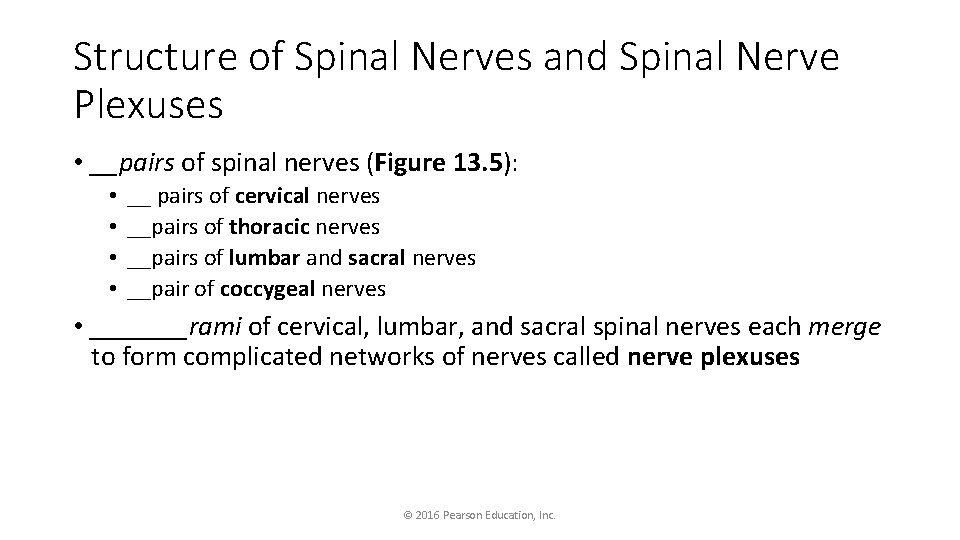 Structure of Spinal Nerves and Spinal Nerve Plexuses • __pairs of spinal nerves (Figure