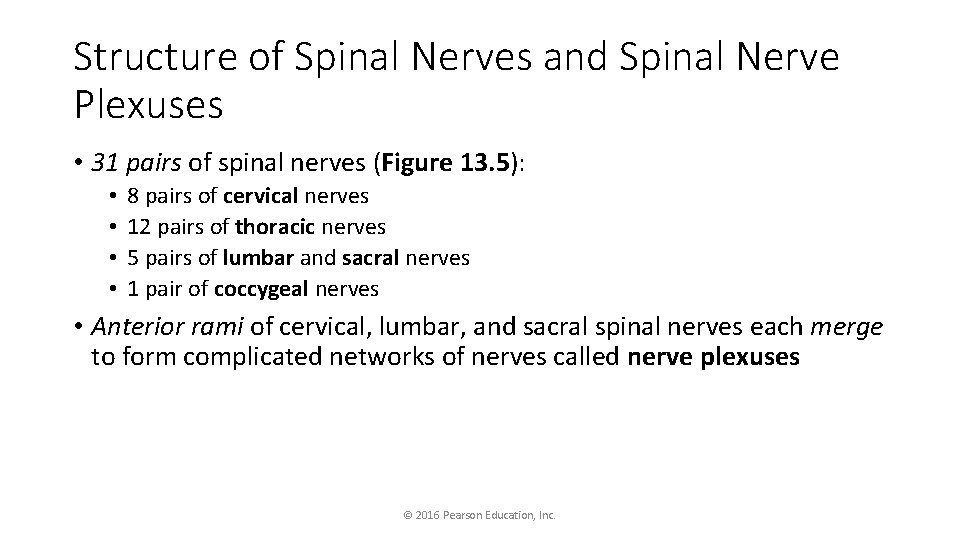 Structure of Spinal Nerves and Spinal Nerve Plexuses • 31 pairs of spinal nerves