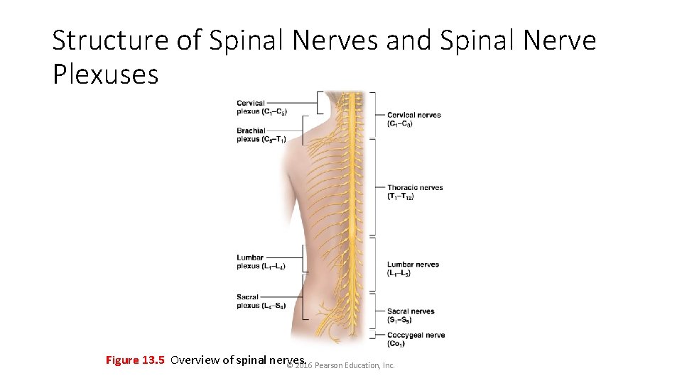 Structure of Spinal Nerves and Spinal Nerve Plexuses Figure 13. 5 Overview of spinal