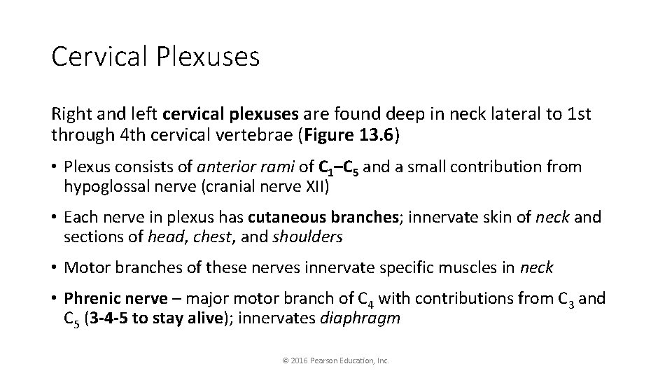 Cervical Plexuses Right and left cervical plexuses are found deep in neck lateral to