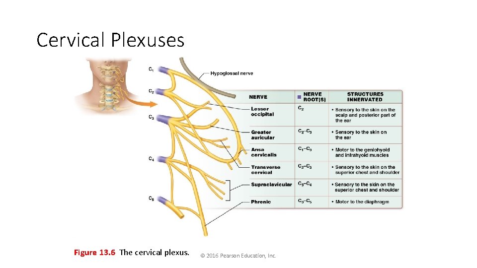 Cervical Plexuses Figure 13. 6 The cervical plexus. © 2016 Pearson Education, Inc. 