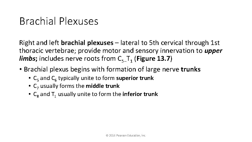 Brachial Plexuses Right and left brachial plexuses – lateral to 5 th cervical through