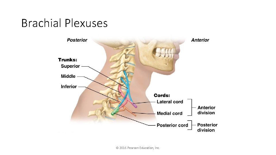 Brachial Plexuses © 2016 Pearson Education, Inc. 