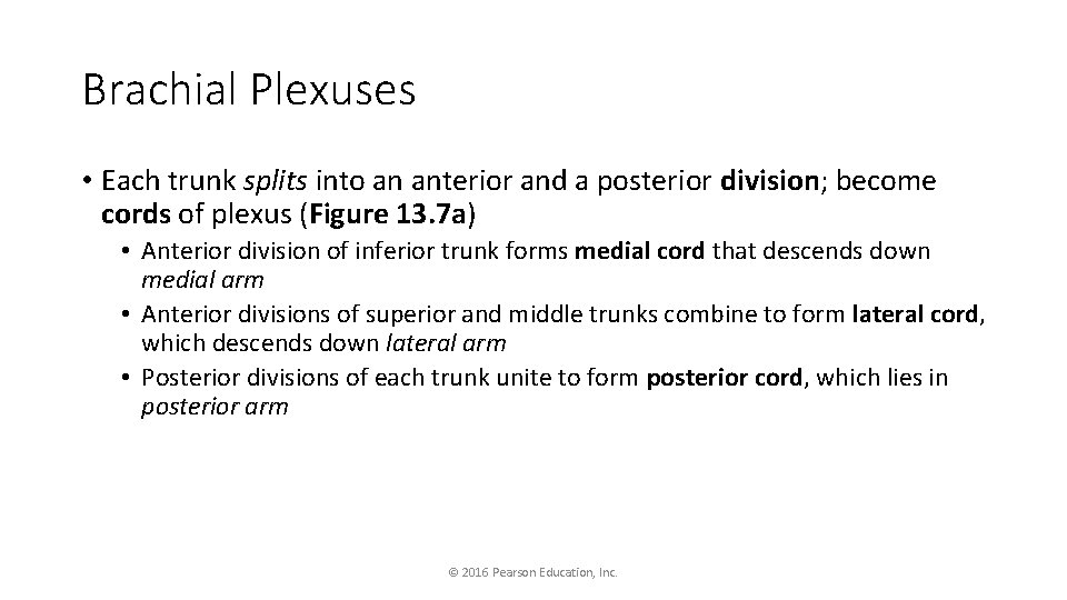 Brachial Plexuses • Each trunk splits into an anterior and a posterior division; become