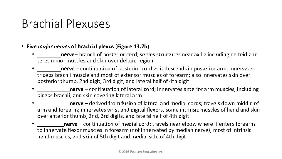 Brachial Plexuses • Five major nerves of brachial plexus (Figure 13. 7 b): •