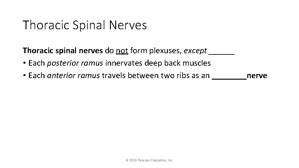 Thoracic Spinal Nerves Thoracic spinal nerves do not form plexuses, except ______ • Each