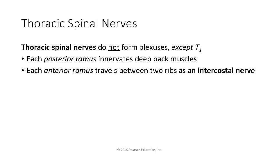 Thoracic Spinal Nerves Thoracic spinal nerves do not form plexuses, except T 1 •