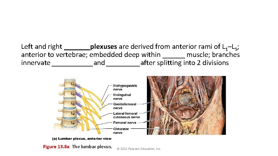 Left and right _______plexuses are derived from anterior rami of L 1–L 5; anterior