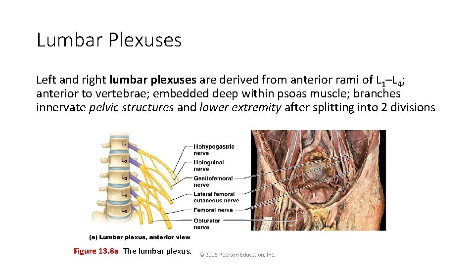 Lumbar Plexuses Left and right lumbar plexuses are derived from anterior rami of L