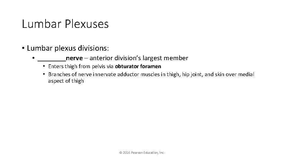 Lumbar Plexuses • Lumbar plexus divisions: • ____nerve – anterior division’s largest member •