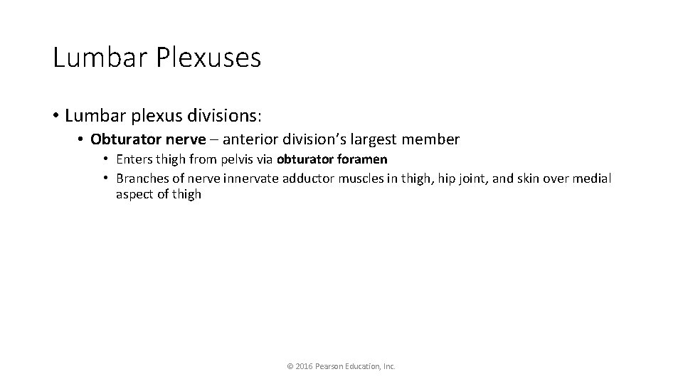 Lumbar Plexuses • Lumbar plexus divisions: • Obturator nerve – anterior division’s largest member