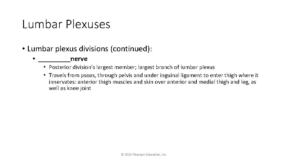 Lumbar Plexuses • Lumbar plexus divisions (continued): • _____nerve • Posterior division’s largest member;