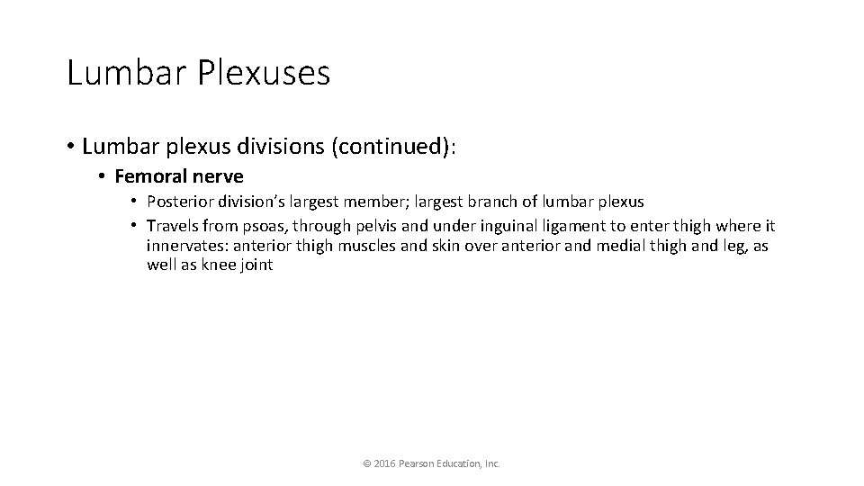 Lumbar Plexuses • Lumbar plexus divisions (continued): • Femoral nerve • Posterior division’s largest