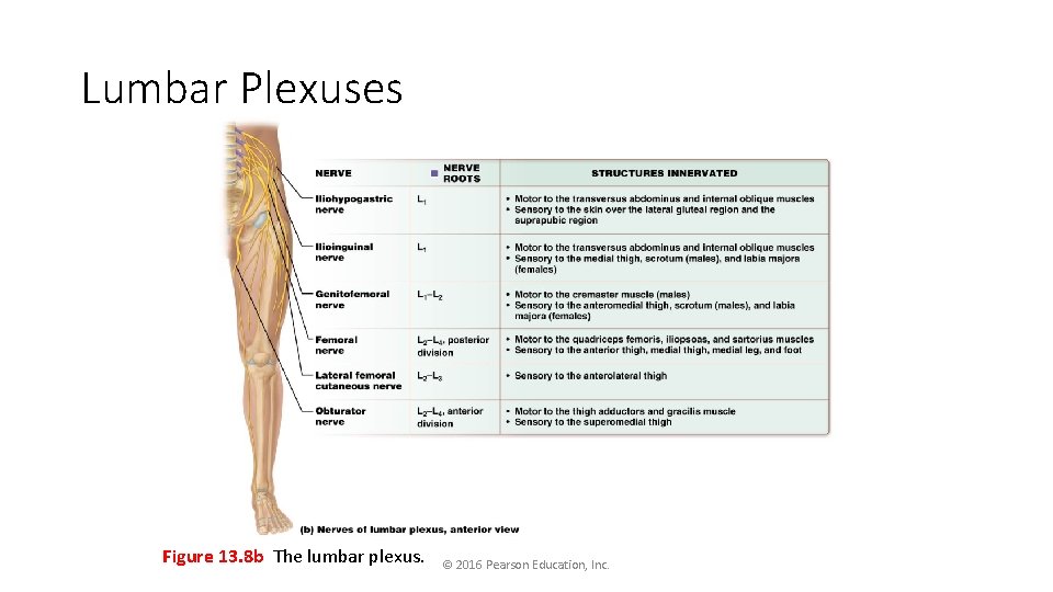 Lumbar Plexuses Figure 13. 8 b The lumbar plexus. © 2016 Pearson Education, Inc.